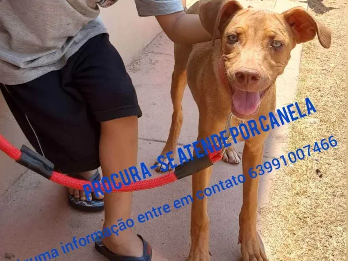 Cachorro ra a  idade 7 a 11 meses nome Canela 