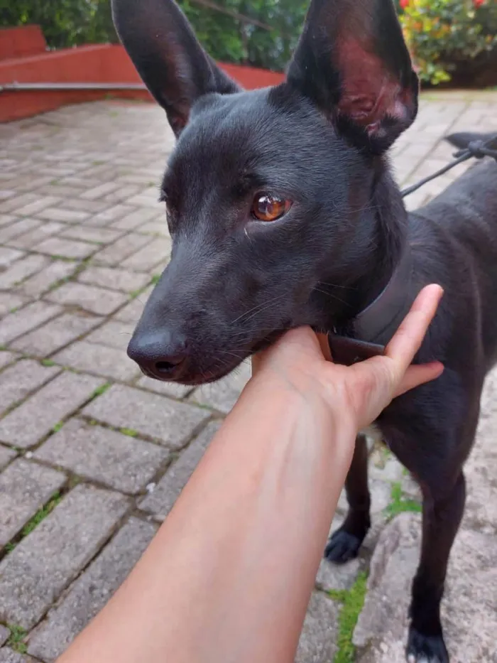 Cachorro ra a Srd idade 7 a 11 meses nome Pretinha