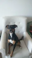 Nala