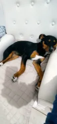 Nala