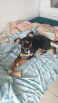 Nala