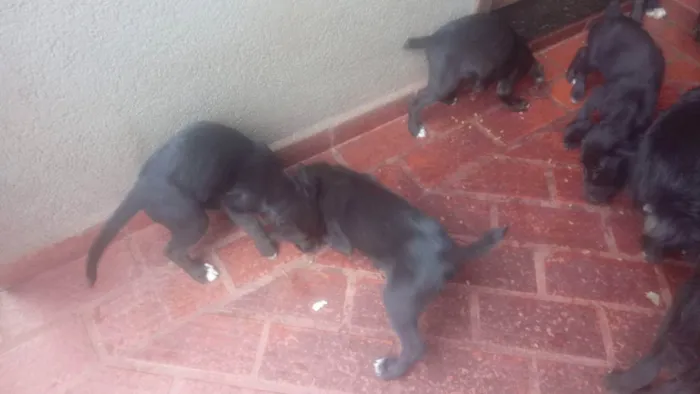 Cachorro ra a Bod Cooler com raça não identi idade 2 a 6 meses nome Filhotes (sem nome)