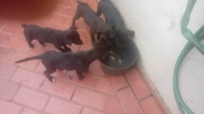 Cachorro ra a Bod Cooler com raça não identi idade 2 a 6 meses nome Filhotes (sem nome)