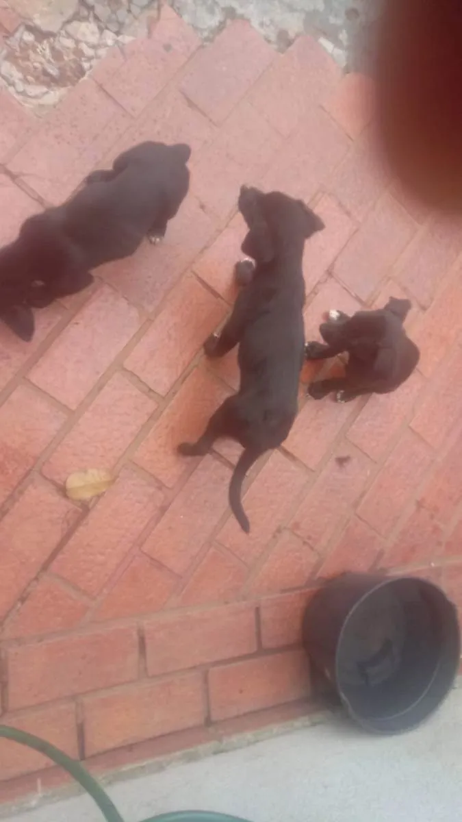 Cachorro ra a Bod Cooler com raça não identi idade 2 a 6 meses nome Filhotes (sem nome)