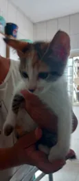 Lilica 
