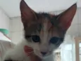 Lilica 