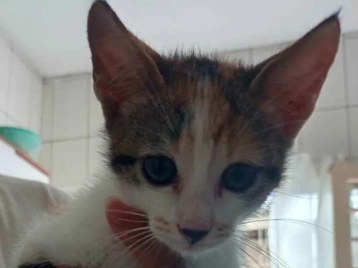 Gato ra a Vira lata  idade 2 a 6 meses nome Lilica 
