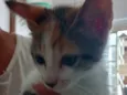 Lilica 