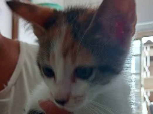 Gato ra a Vira lata  idade 2 a 6 meses nome Lilica 