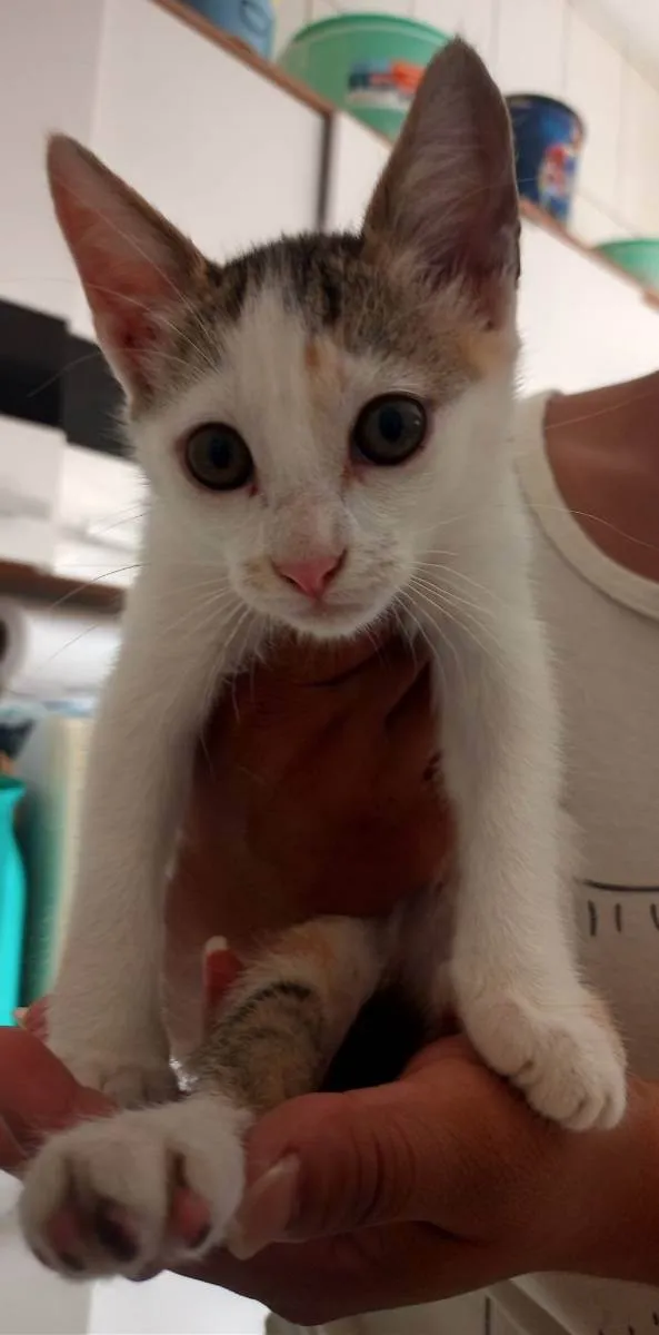 Gato ra a Vira lata  idade 2 a 6 meses nome Belinha 