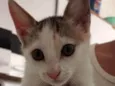 Belinha 