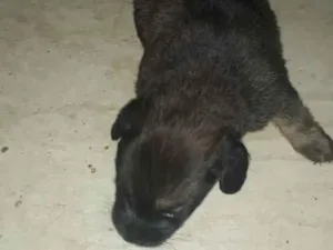 Cachorro raça Vira lata  idade Abaixo de 2 meses nome Não tem 