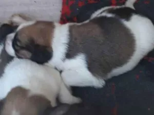 Cachorro raça Vira lata  idade Abaixo de 2 meses nome Não tem 