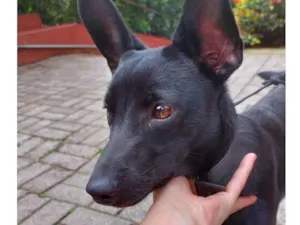 Cachorro raça Srd idade 7 a 11 meses nome Pretinha
