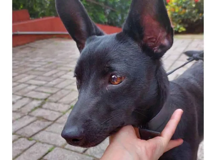 Cachorro ra a Srd idade 7 a 11 meses nome Pretinha