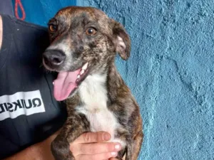 Cachorro raça Pinscher mix srd idade 7 a 11 meses nome Molly porteP linda