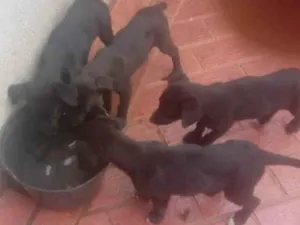 Cachorro raça Bod Cooler com raça não identi idade 2 a 6 meses nome Filhotes (sem nome)