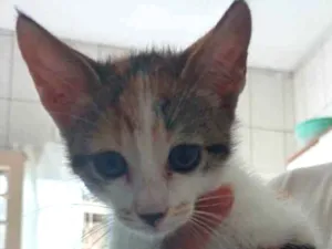 Gato raça Vira lata  idade 2 a 6 meses nome Lilica 