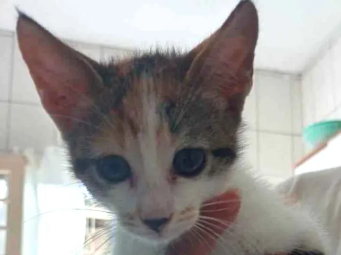 Gato ra a Vira lata  idade 2 a 6 meses nome Lilica 