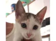 Belinha 