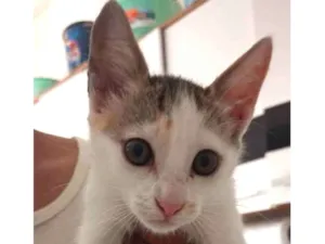 Gato raça Vira lata  idade 2 a 6 meses nome Belinha 