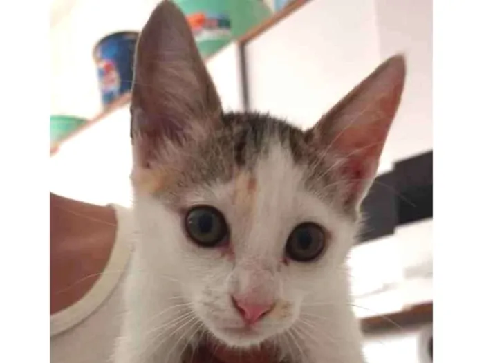 Gato ra a Vira lata  idade 2 a 6 meses nome Belinha 