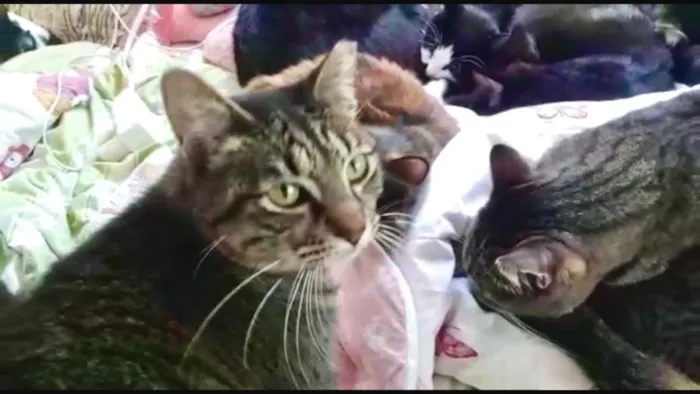 Gato raça Srd idade 1 ano nome Gucci lindo 