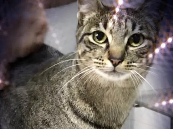 Gato raça Srd idade 1 ano nome Gucci lindo 