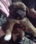 Cachorro raça Viralata idade 2 a 6 meses nome sem nome 