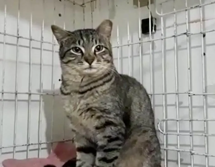 Gato raça Srd idade 1 ano nome Giorgio Armani 