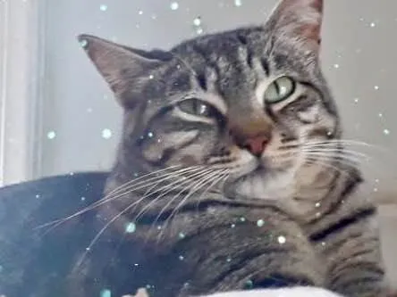 Gato raça Srd idade 1 ano nome Giorgio Armani 