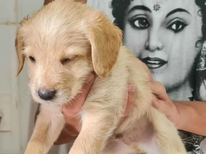 Cachorro ra a Labrador mestiço  idade Abaixo de 2 meses nome Filhotes