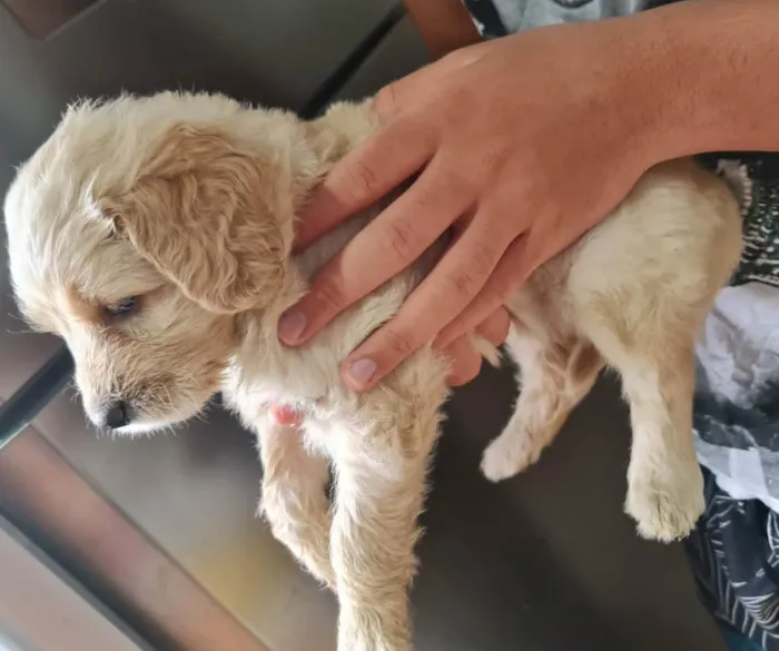 Cachorro ra a Labrador mestiço  idade Abaixo de 2 meses nome Filhotes