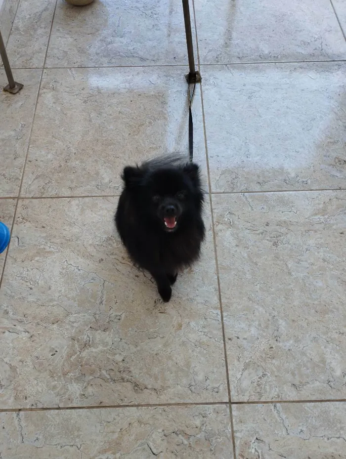Cachorro raça Spitz-alemão-porte  idade 1 ano nome Kakashi 