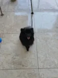Kakashi