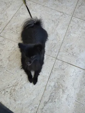 Cachorro raça Spitz-alemão-porte  idade 1 ano nome Kakashi 