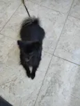 Kakashi