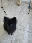 Kakashi 