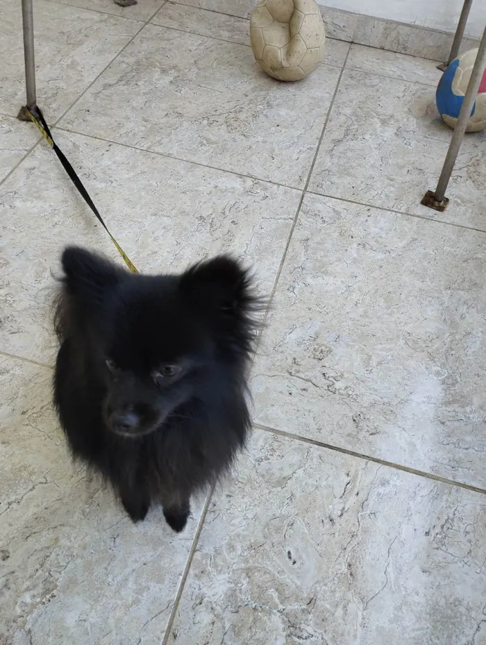 Cachorro raça Spitz-alemão-porte  idade 1 ano nome Kakashi 