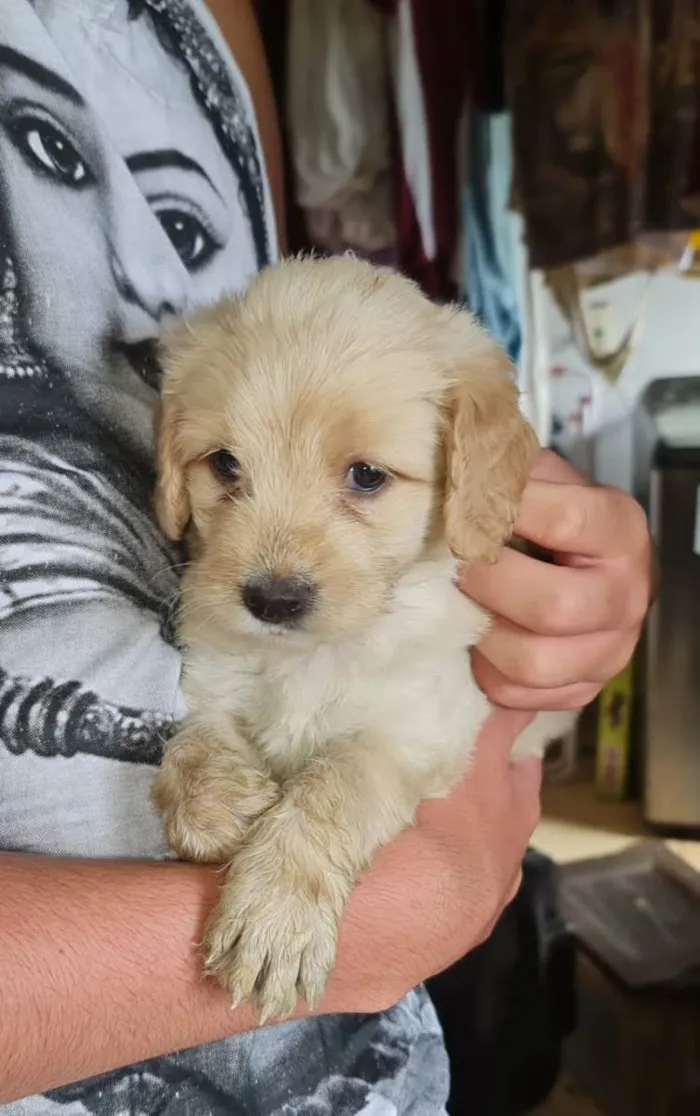 Cachorro ra a Labrador mestiço  idade Abaixo de 2 meses nome Filhotes