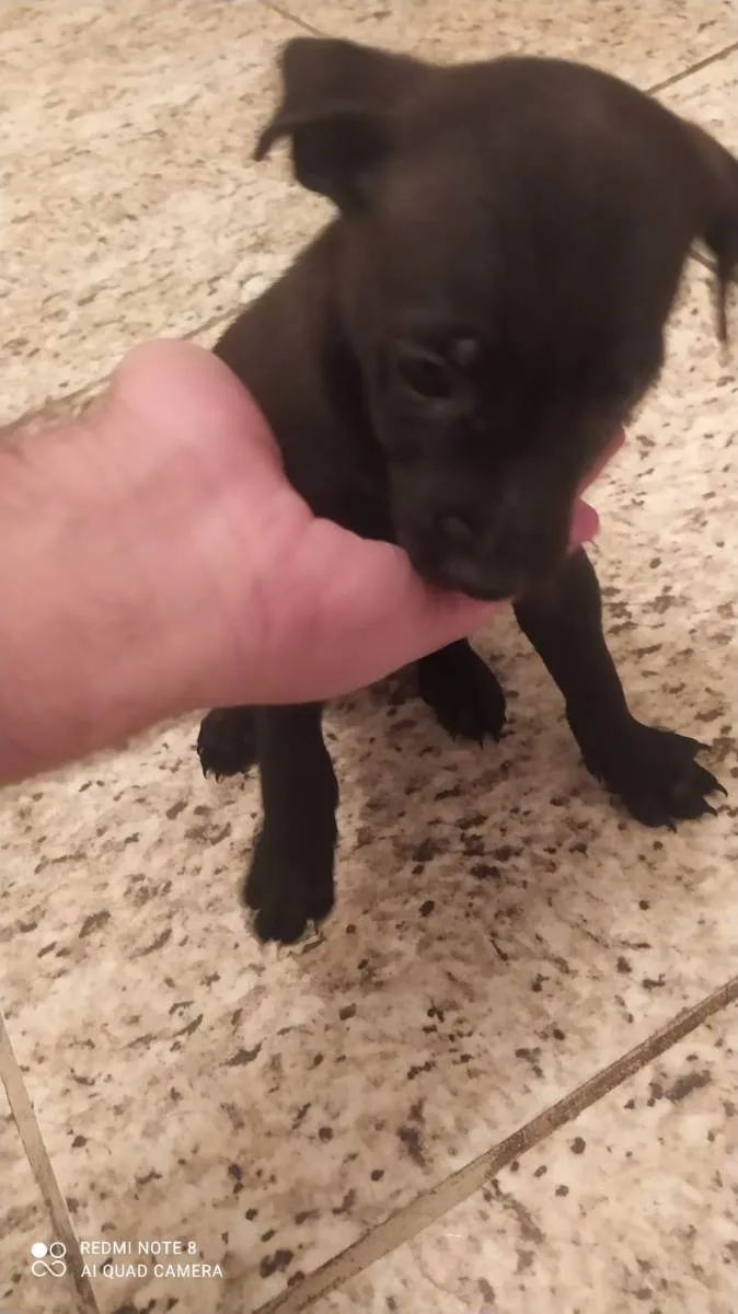 Cachorro raça Vira-Lata idade Abaixo de 2 meses nome Não tem nome.