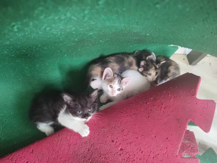 Gato raça  idade Abaixo de 2 meses nome Sem nome