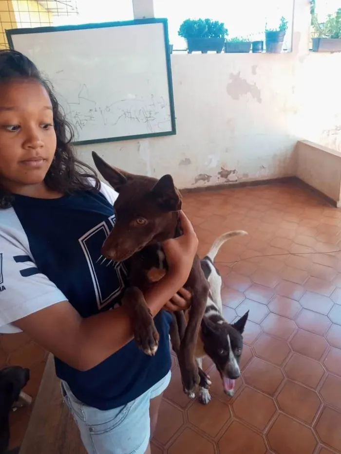 Cachorro ra a Vira lata com Border Coler idade 7 a 11 meses nome Lilica