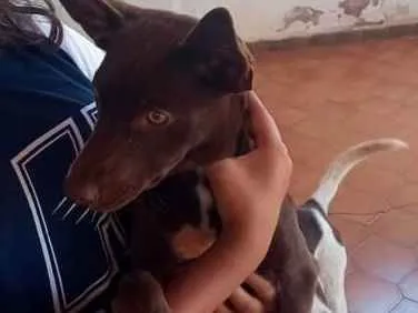 Cachorro ra a Vira lata com Border Coler idade 7 a 11 meses nome Lilica