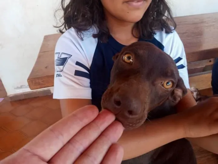 Cachorro ra a Vira lata com Border Coler idade 7 a 11 meses nome Lilica