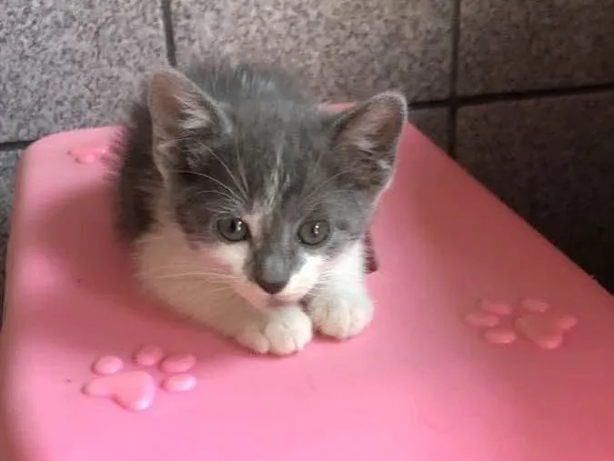 Gato raça Srd idade Abaixo de 2 meses nome Gatinhos