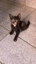 Gato raça Srd idade Abaixo de 2 meses nome Gatinhos