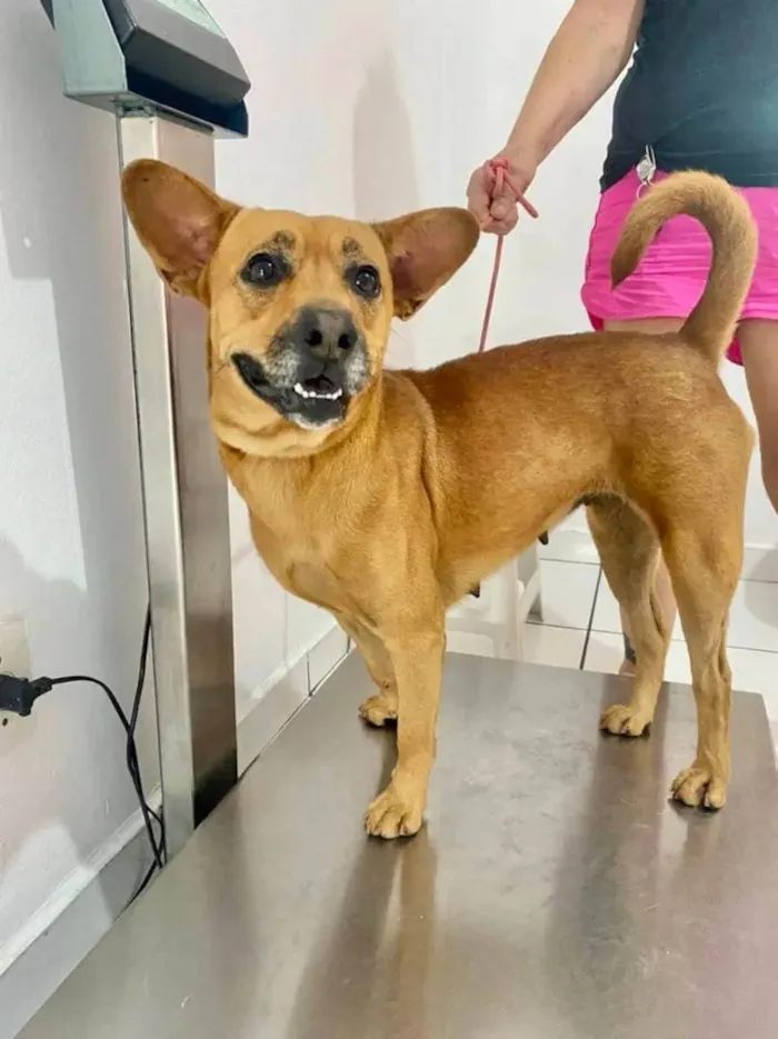 Cachorro raça Chow chow e vira lata  idade 2 anos nome Saori