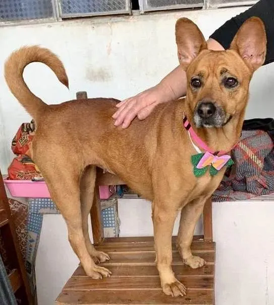 Cachorro raça Chow chow e vira lata  idade 2 anos nome Saori