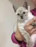 GATINHO